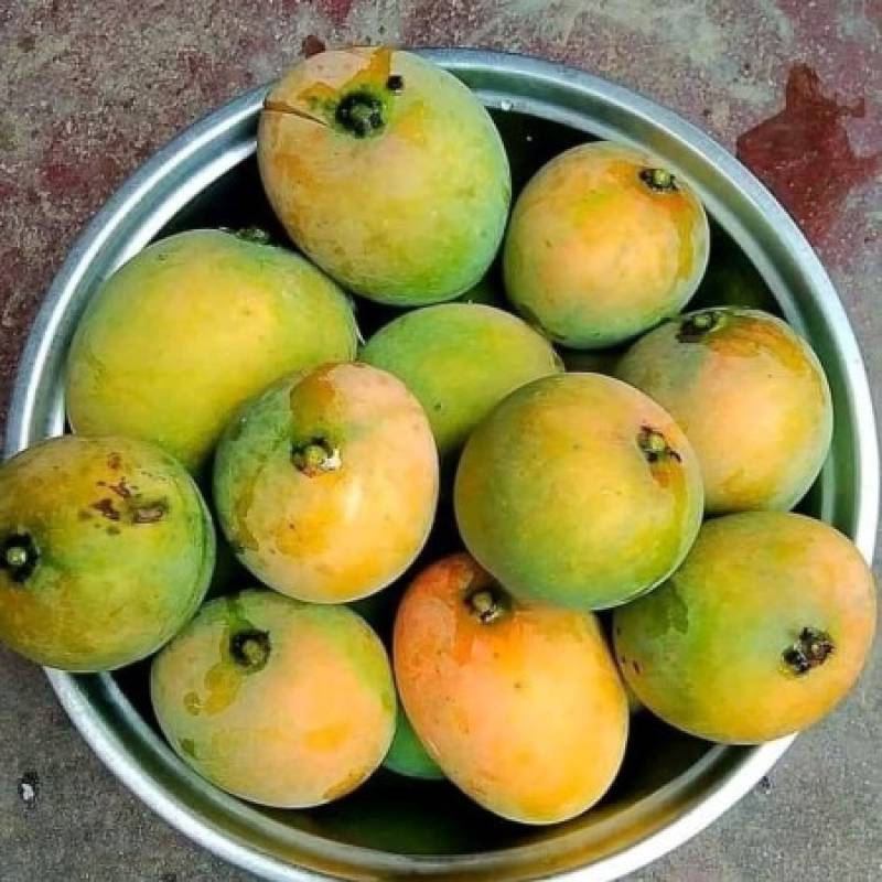 30 কেজি গোবিন্দভোগ আম 130 টাকা করে 3900 টাকা