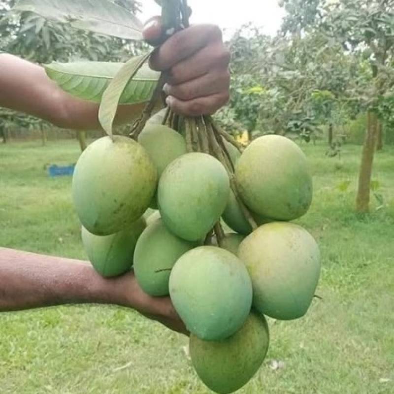 40 কেজি গোবিন্দভোগ আম 125 টাকা করে 5000 টাকা