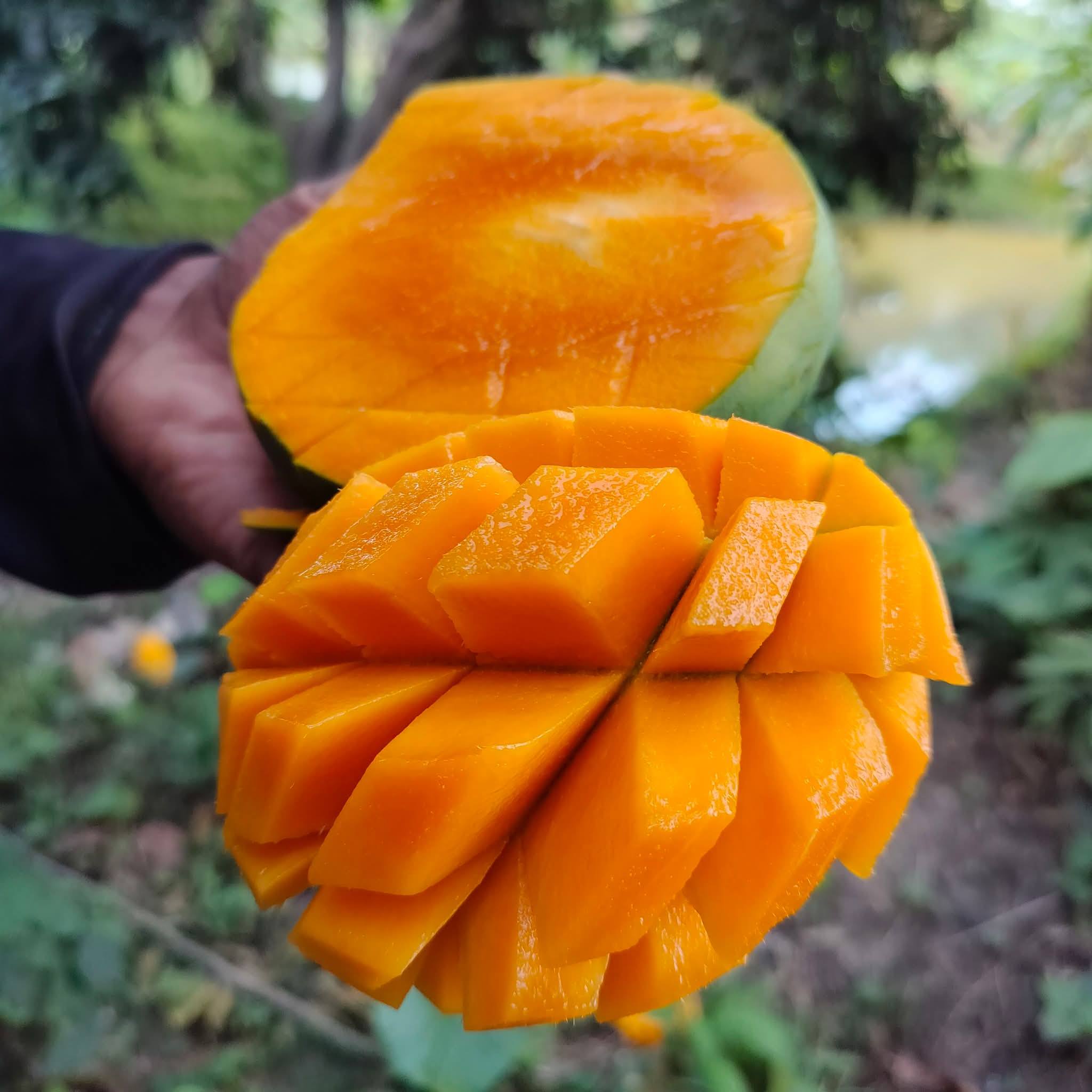 10 কেজি গোবিন্দভোগ আম 135 টাকা করে 1350 টাকা