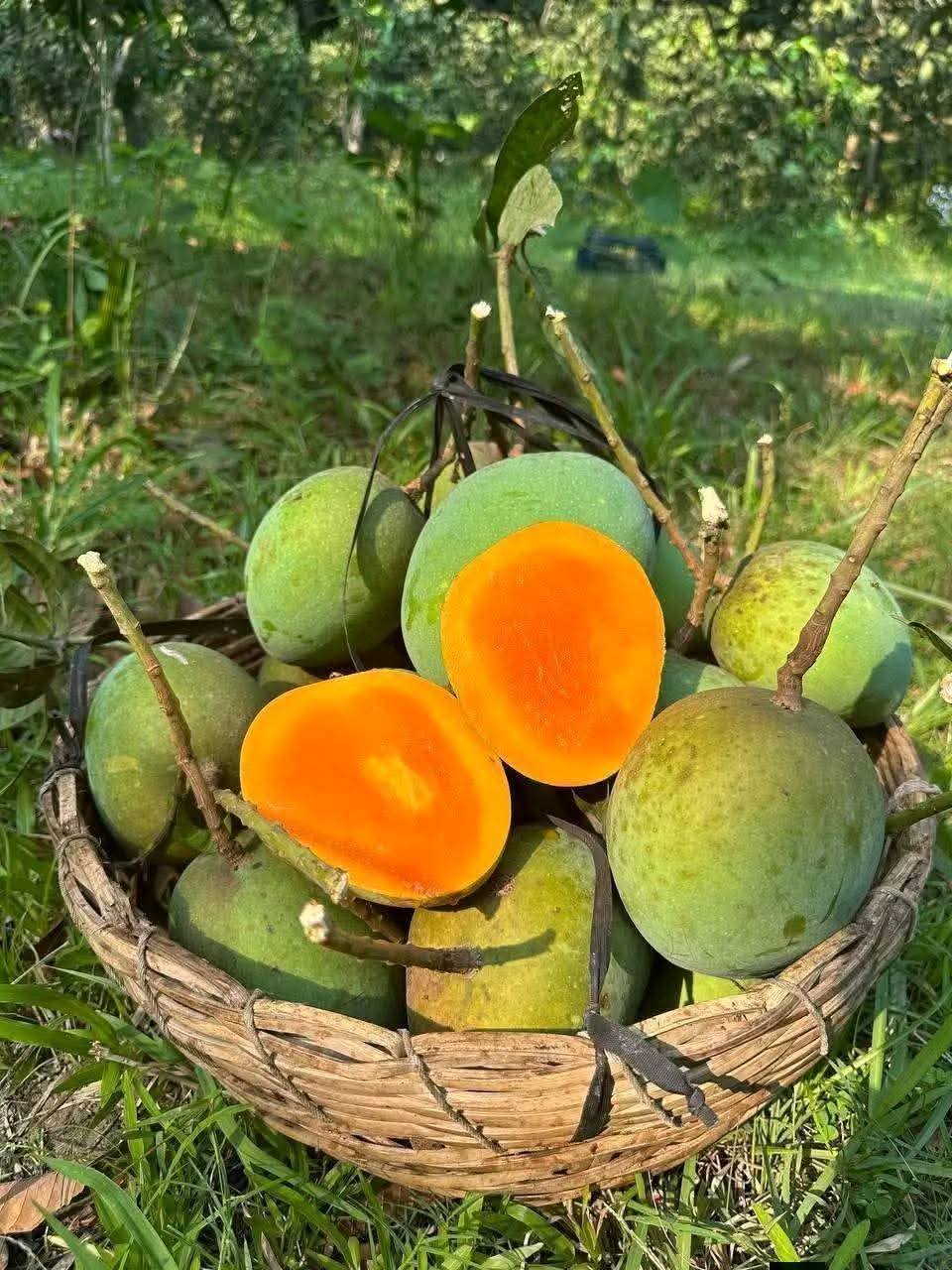 10 কেজি গোবিন্দভোগ আম 135 টাকা করে 1350 টাকা